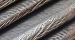 Feinstruktur der Vogelfeder (auch die an den Hakenstrahlen sitzenden Häkchen sind sichtbar)