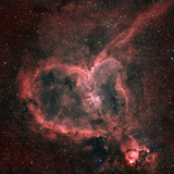 Hartnevel