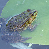 Middelste groene kikker