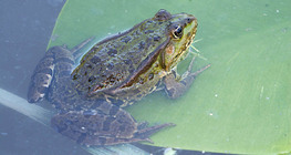 Grenouille comestible