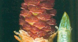 Pigne de pin