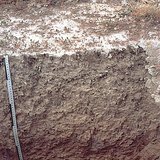 Saline soil profile