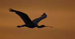 Eurasian spoonbill in flight