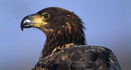 Pygargue à queue blanche