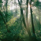 Rayons du soleil dans une forêt