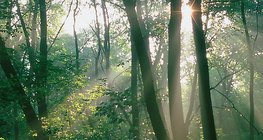 Wald im Sonnenlicht