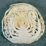 De kop van kool bij een lengtedoorsnede