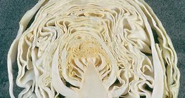 Längsschnitt des Kohlkops