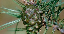 Pigne d'un pin sylvestre
