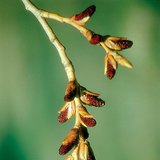 Staminate flower of a black poplar
