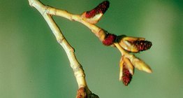 Männlicher Blütenstand der Schwarz-Pappel