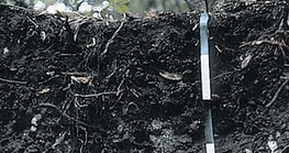 Rendizina Bodenschicht