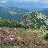 Alpenweide in de Karpaten