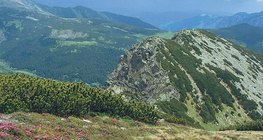 Prairie alpine dans les Carpates
