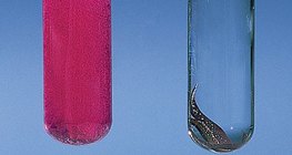 Calcium et cuivre en réaction avec l'eau