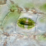 Stomate d'une plante