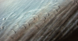 Feinstruktur der Vogelfeder (auch die an den Hakenstrahlen sitzenden Häkchen sind sichtbar)