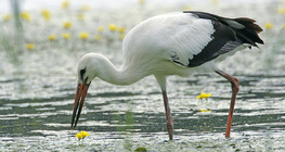 Storch