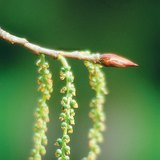 Stampers van een zwarte populier