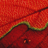 Blad (macro afbeelding)