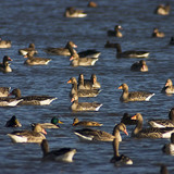 Greylag geese and mallards