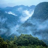 Regenwald in Zentralamerika