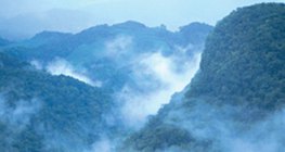 Regenwald in Zentralamerika