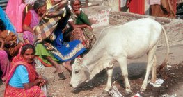 Vache sacrée dans une rue en Inde