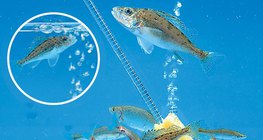 Aeration of an aquarium