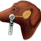 Het meten van de afscheiding van hondenspeeksel