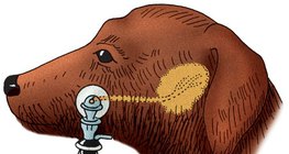 Untersuchung der Speichelsekretion beim Hund (nach Pawlow)