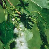 Vruchten van de zwarte populier