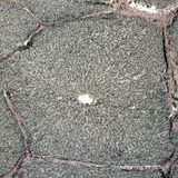 Doorsnede van een lever (varken)