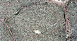 Leber (Schwein), Gewebeschnitt