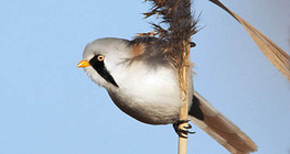 Panure à moustaches