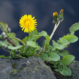 Gewöhnlicher Löwenzahn