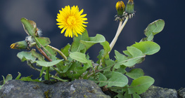 Gewöhnlicher Löwenzahn