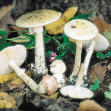 Amanite phalloïde