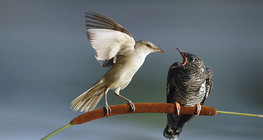 Great reed warbler feeding Common cuckoo chick