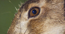 Porträt eines Hasen