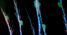 Honigbiene, Chitinhaare&nbsp;mit Pollen