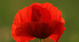 Common poppy