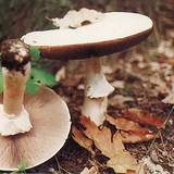 Champignon