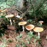 Paddenstoelen