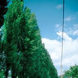 Peupliers de lombardie