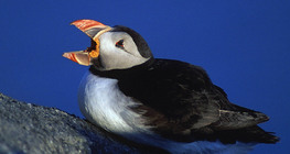Atlantic puffin
