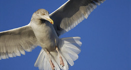 Mouette