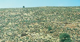 Désert rocheux