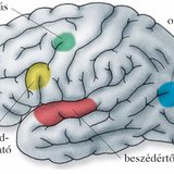Agykérgi központok a megismerés szolgálatában