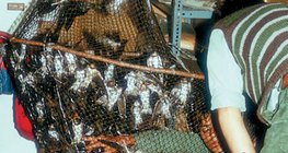 Beringung von Schwalben